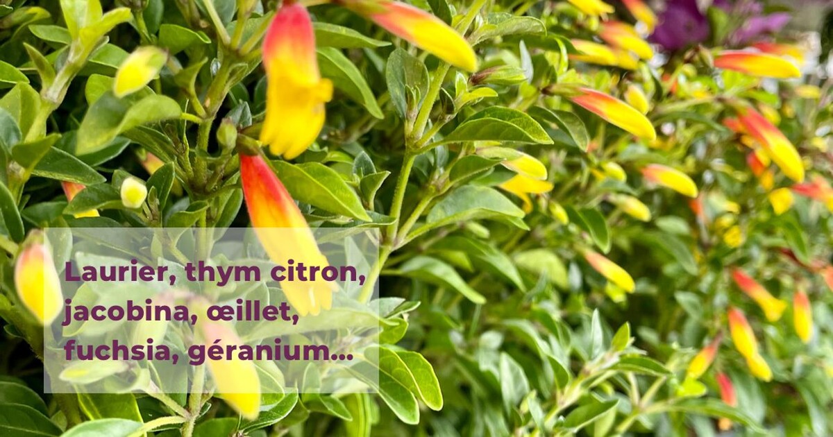 Images Bricomarché Abbeville