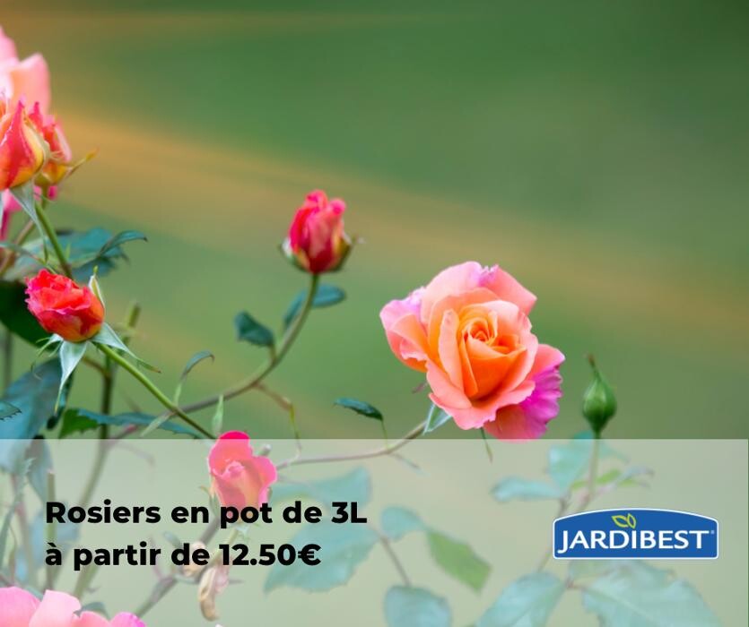 Images Bricomarché Abbeville