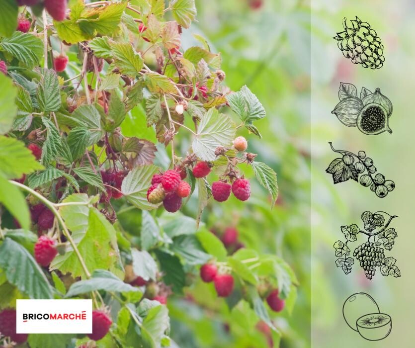 Images Bricomarché Abbeville