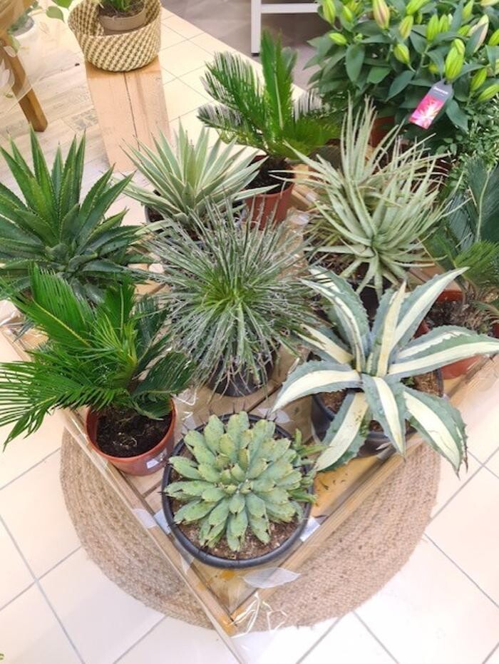 Images Bricorama Les Billaux