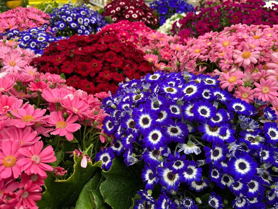 Images Bricorama Montargis