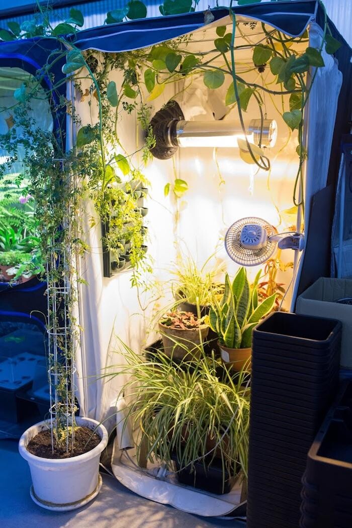 Images Jungle Paradise