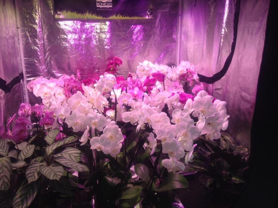 Images Toukipouss Growshop CBD shop