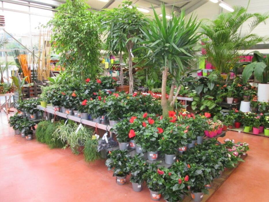 Images Jardinerie Delbard Le Puy en Velay