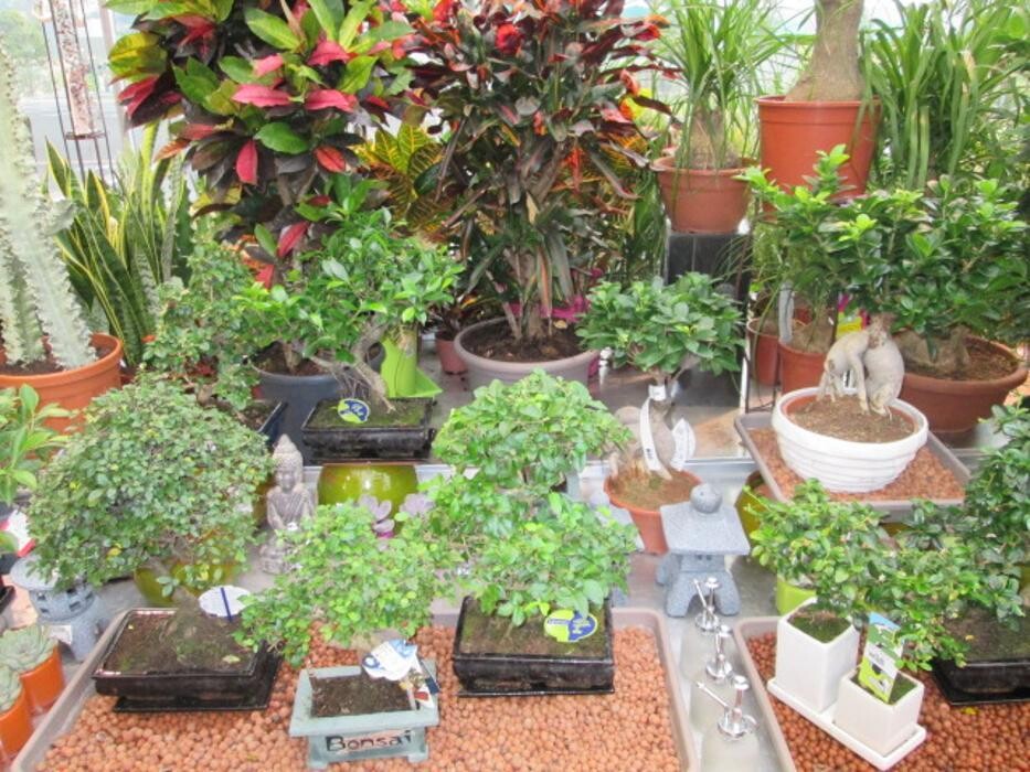 Images Jardinerie Delbard Le Puy en Velay