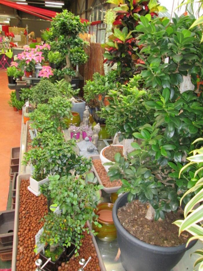 Images Jardinerie Delbard Le Puy en Velay