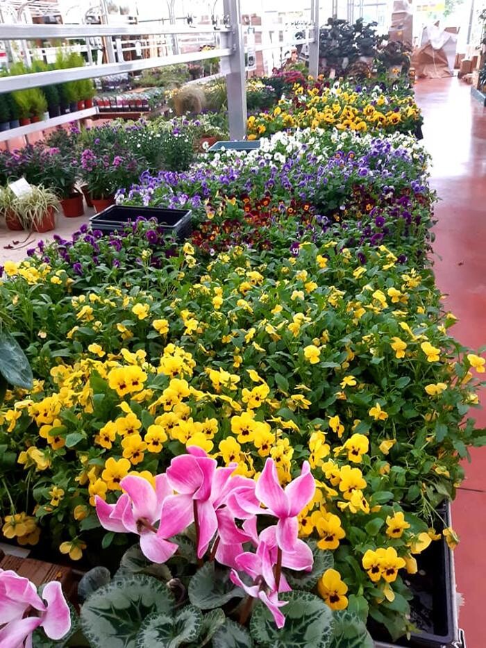 Images Jardinerie Delbard Le Puy en Velay