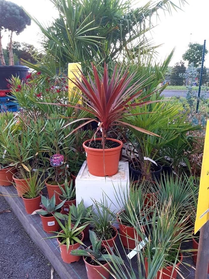 Images Jardinerie Delbard Le Puy en Velay