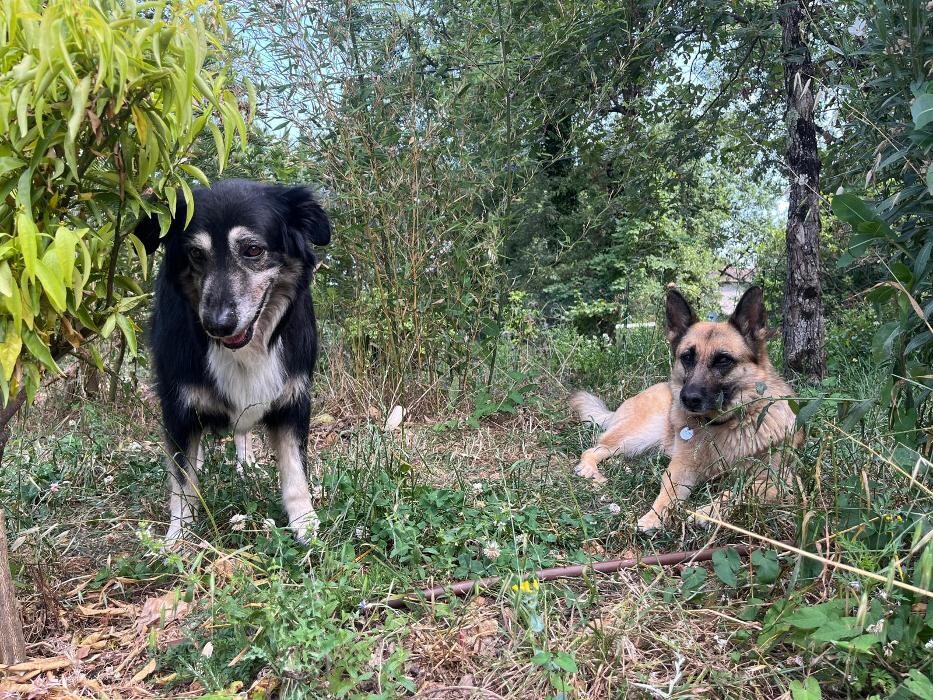 Images Les Chiens en Nature