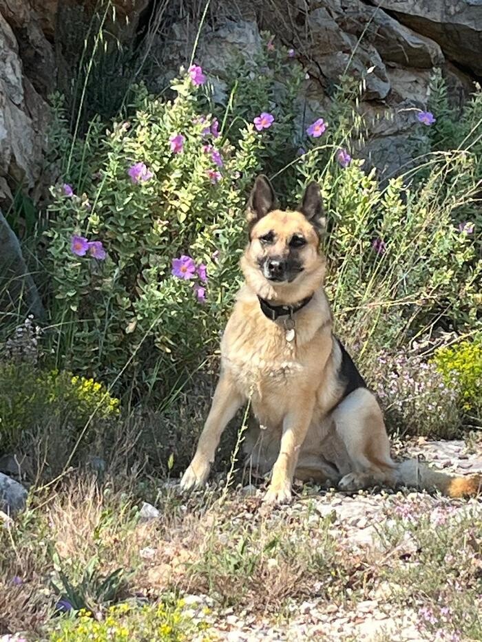 Images Les Chiens en Nature