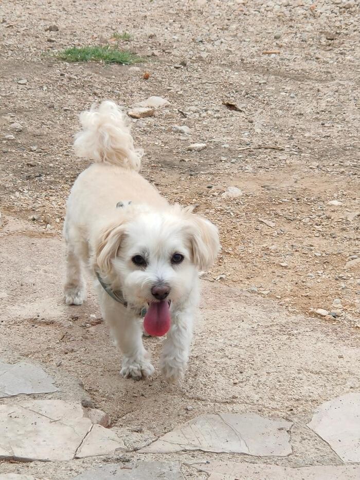 Images Les Chiens en Nature