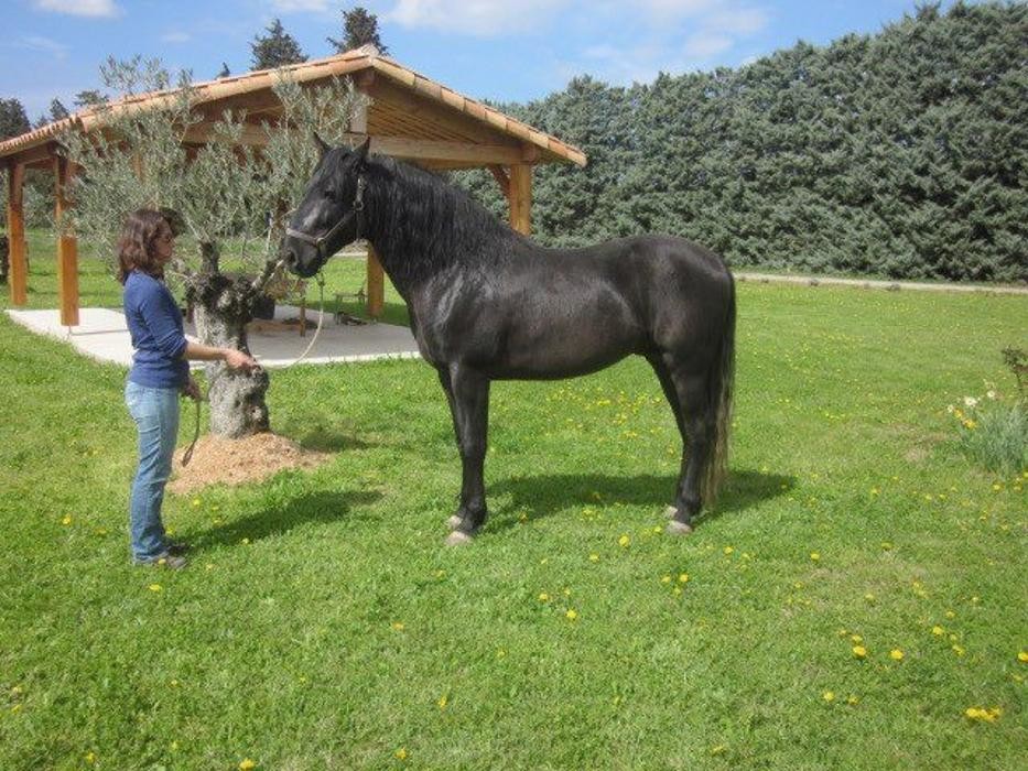 Images Les écuries de Font cluse