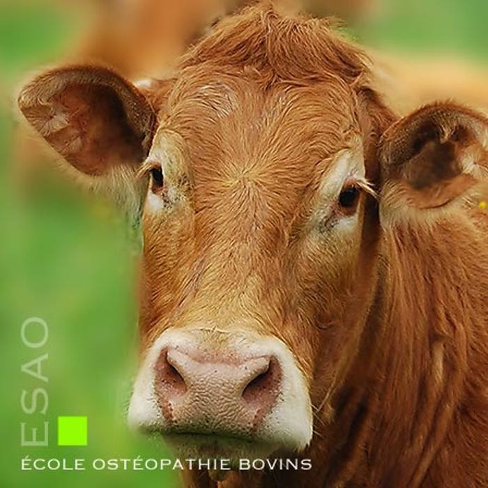 Images ESAO école supérieure ostéopathie animale