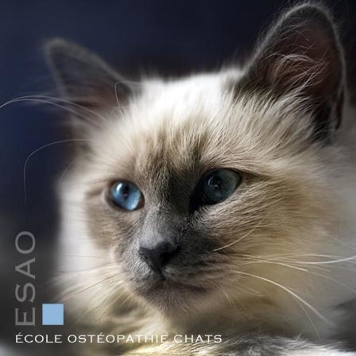 Images ESAO école supérieure ostéopathie animale