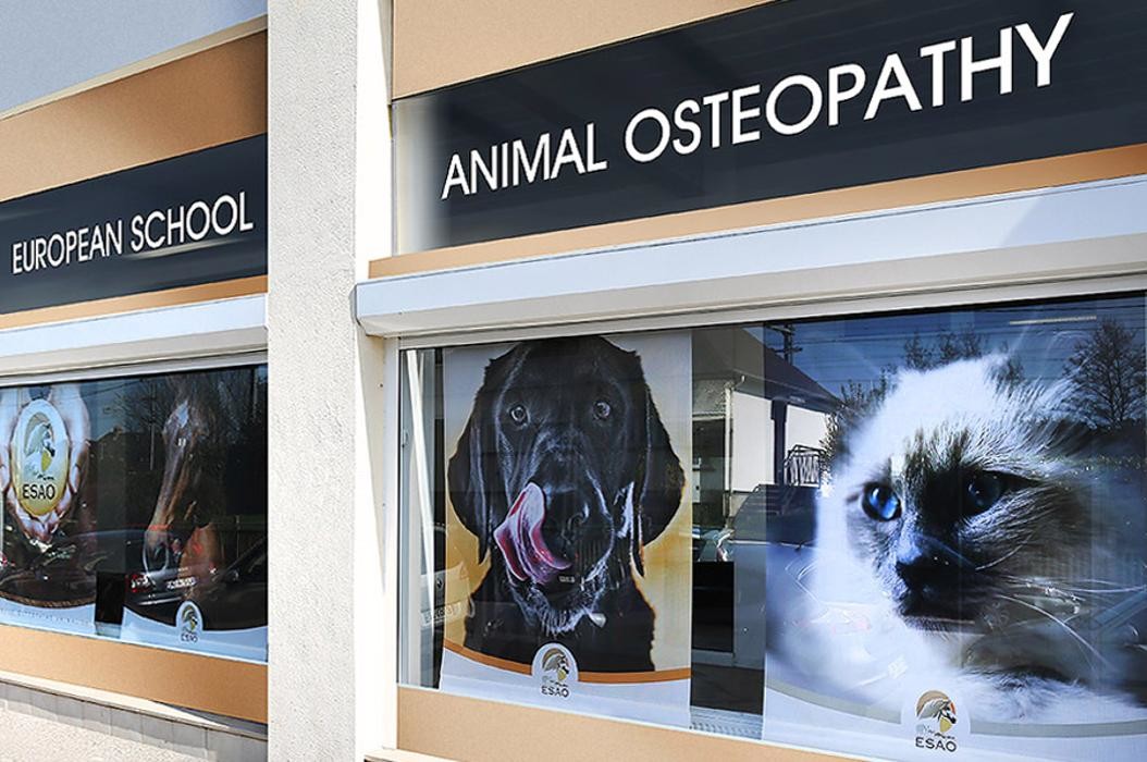 Images ESAO école supérieure ostéopathie animale