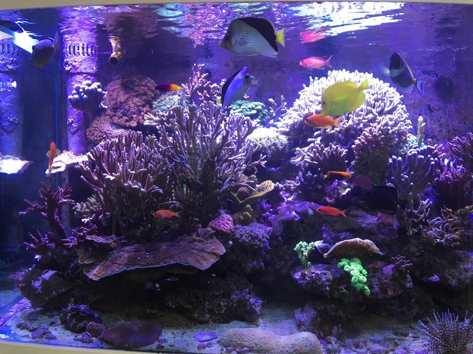 Images AQUARIUM D'AMNEVILLE
