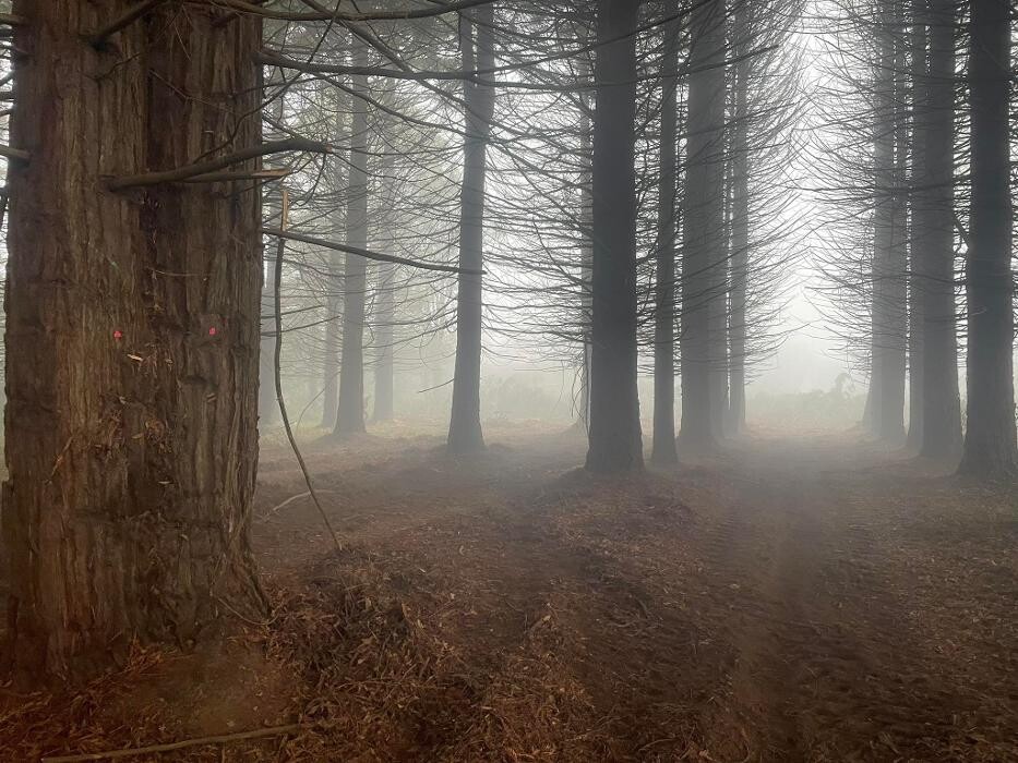 Images Breizh Forêt
