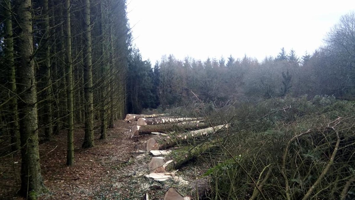 Images Breizh Forêt