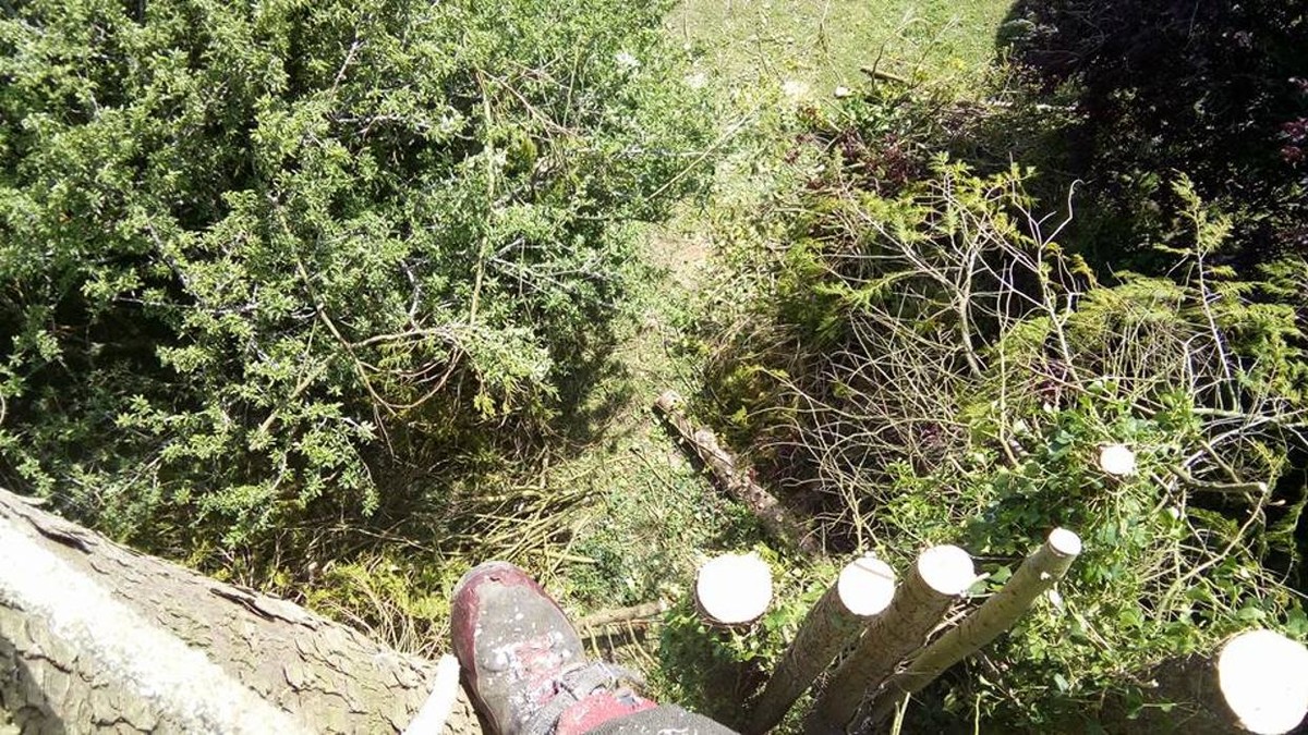 Images Breizh Forêt