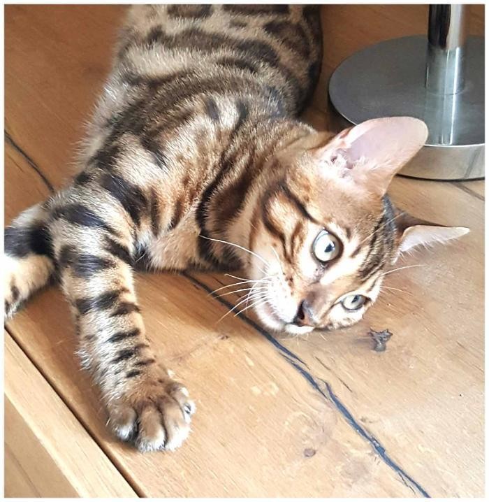 Images chatterie felix-felicis bengal