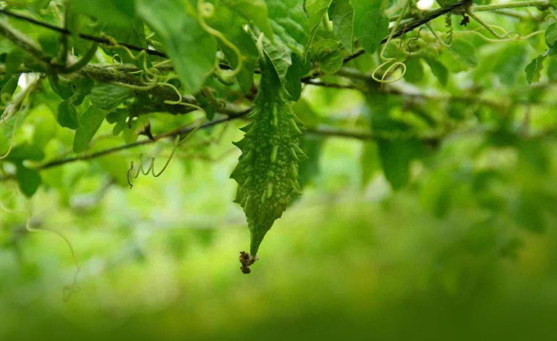 Images Azur Biotopes