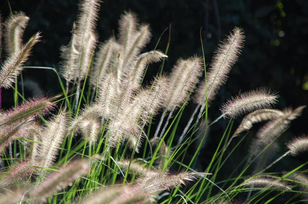 Images LE JARDIN DE ST PIERRE SARL LE TALLEC