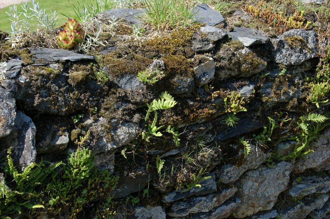 Images LE JARDIN DE ST PIERRE SARL LE TALLEC