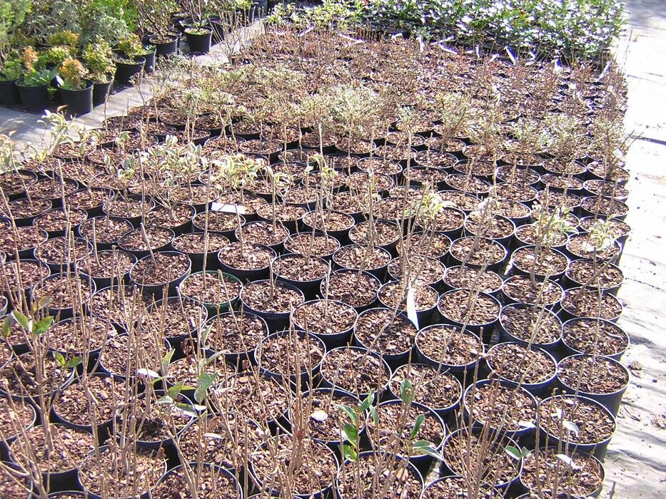 Images LE JARDIN DE ST PIERRE SARL LE TALLEC