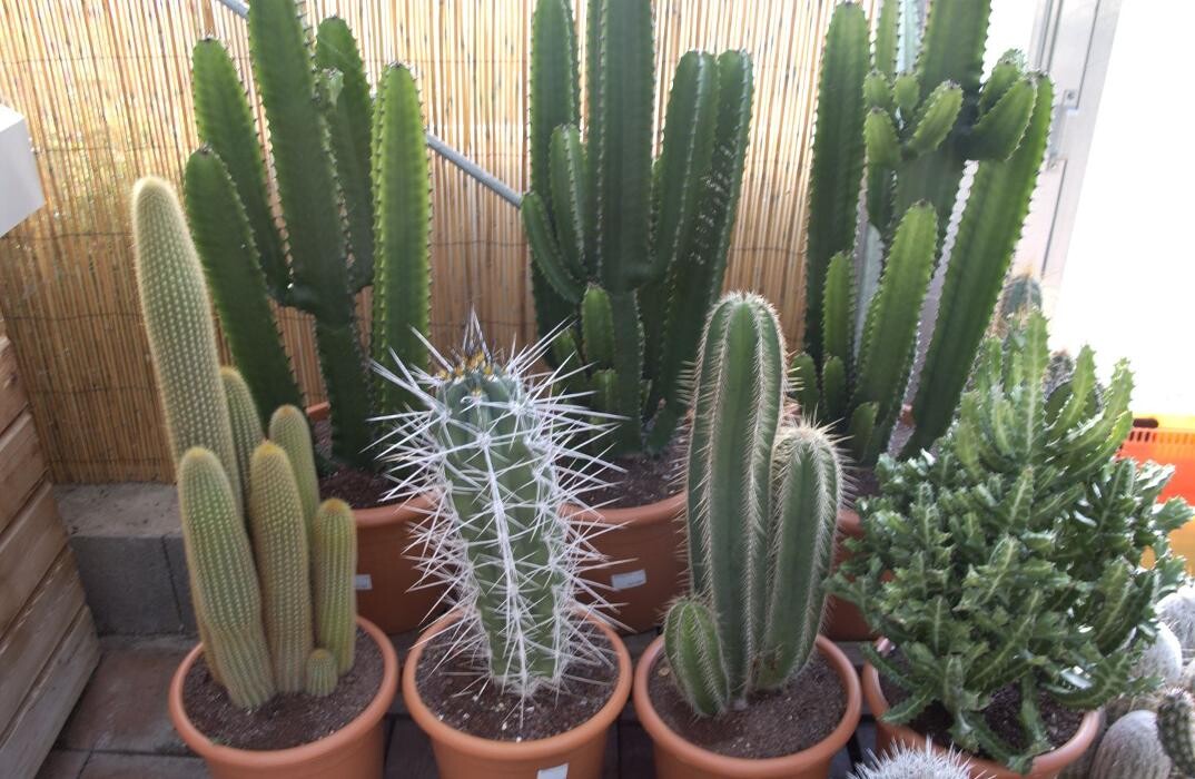 Images LE JARDIN DE ST PIERRE SARL LE TALLEC