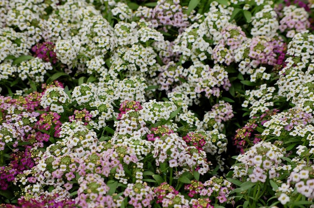 Images LE JARDIN DE ST PIERRE SARL LE TALLEC