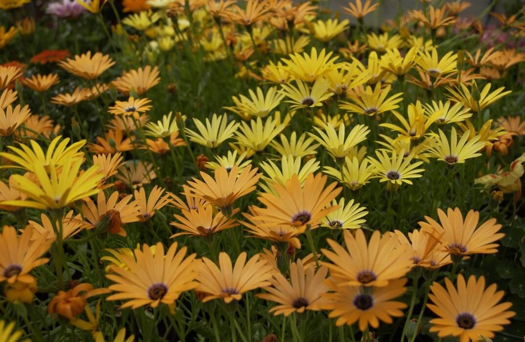 Images LE JARDIN DE ST PIERRE SARL LE TALLEC