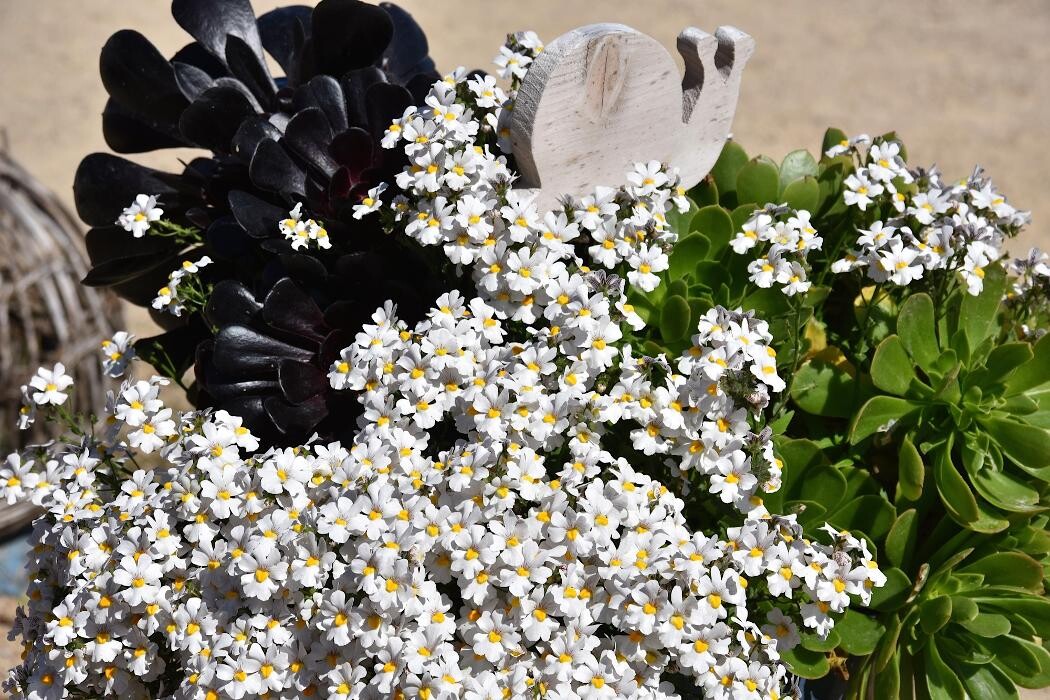 Images LE JARDIN DE ST PIERRE SARL LE TALLEC