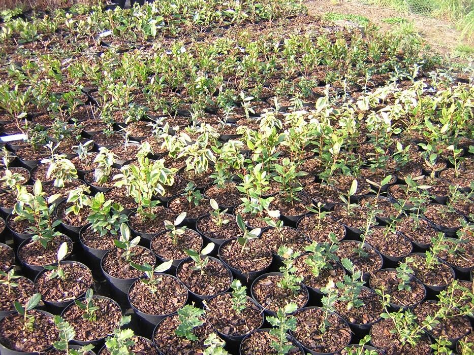 Images LE JARDIN DE ST PIERRE SARL LE TALLEC