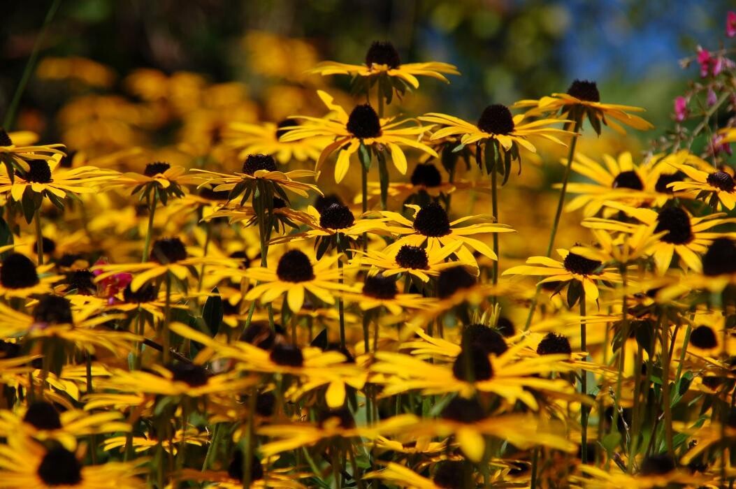 Images LE JARDIN DE ST PIERRE SARL LE TALLEC