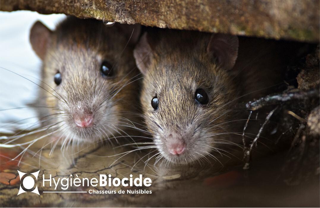 Images Hygiène Biocide - Dératisation Désinsectisation Désinfection Marseille