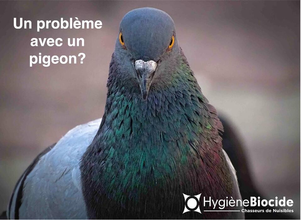 Images Hygiène Biocide - Dératisation Désinsectisation Désinfection Marseille