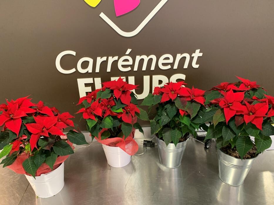 Images Carrément Fleurs - Fleuriste Tarbes 65 - Livraison de fleurs à domicile