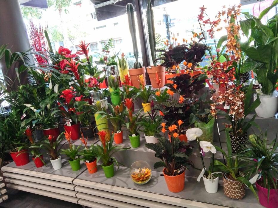 Images Carrément Fleurs - Fleuriste Nîmes 30 - Livraison de fleurs à domicile