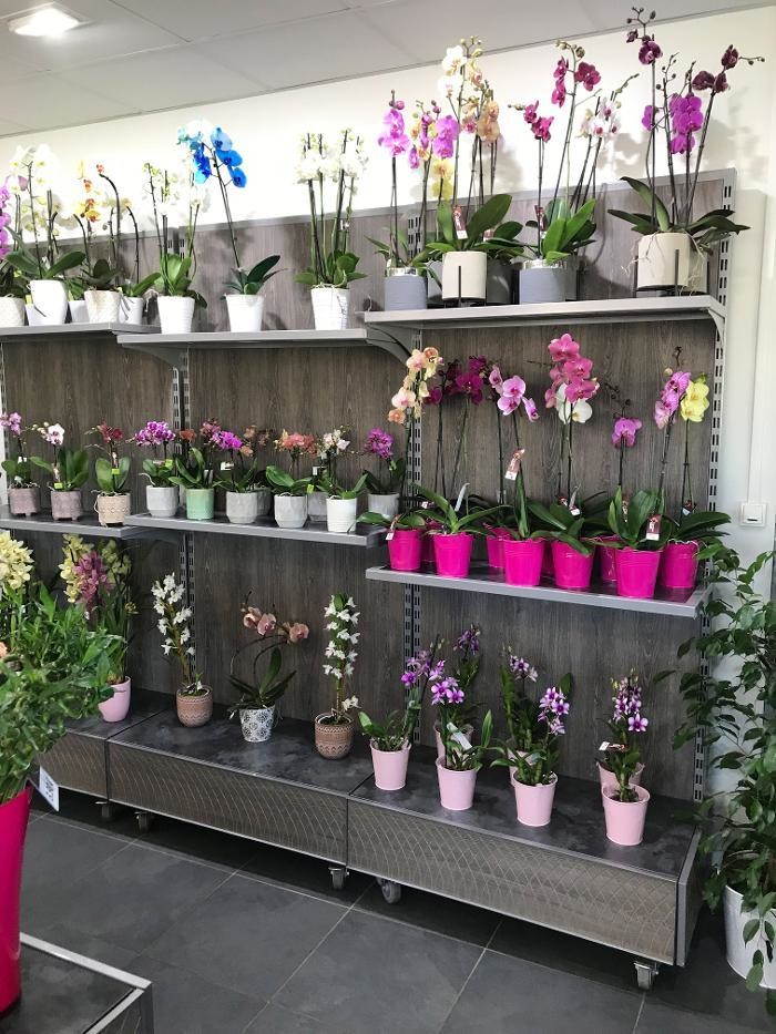 Images Carrément Fleurs - Fleuriste Toulouse Revel 31 - Livraison de fleurs à domicile
