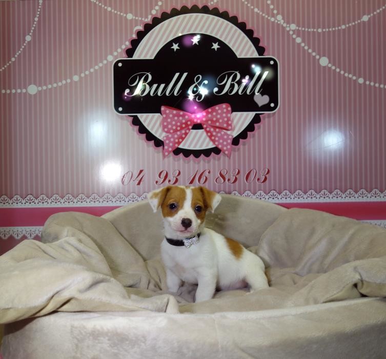 Images Animalerie Bull et Bill
