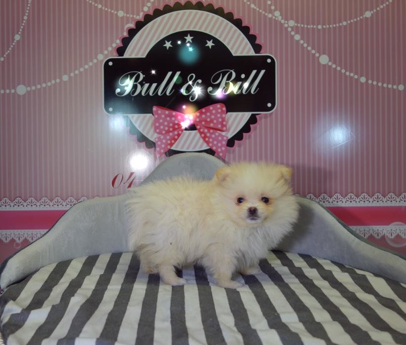 Images Animalerie Bull et Bill