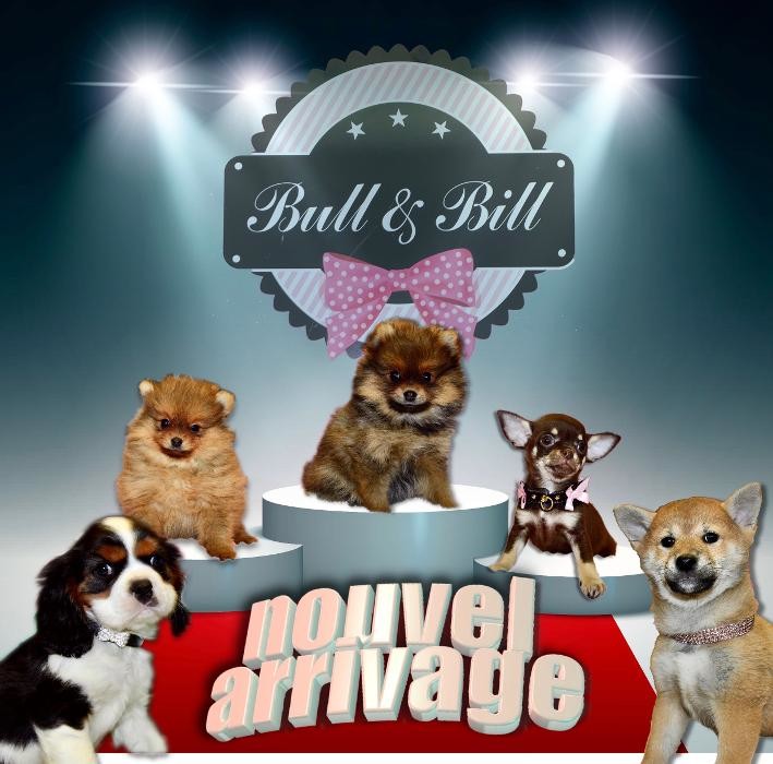 Images Animalerie Bull et Bill