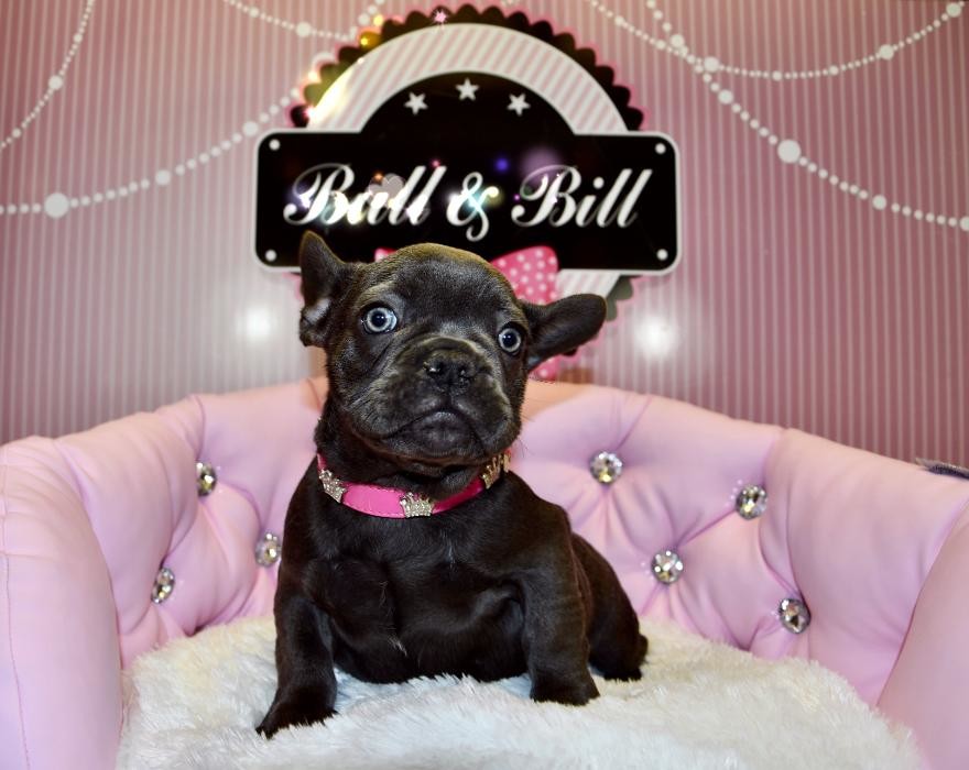 Images Animalerie Bull et Bill