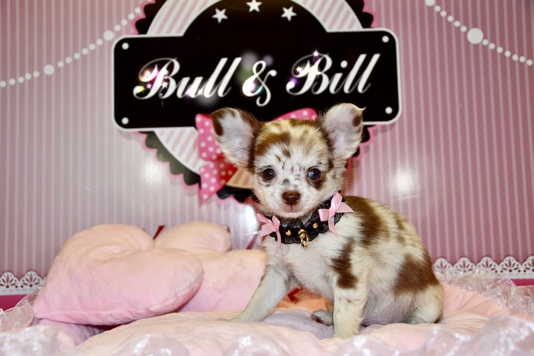 Images Animalerie Bull et Bill