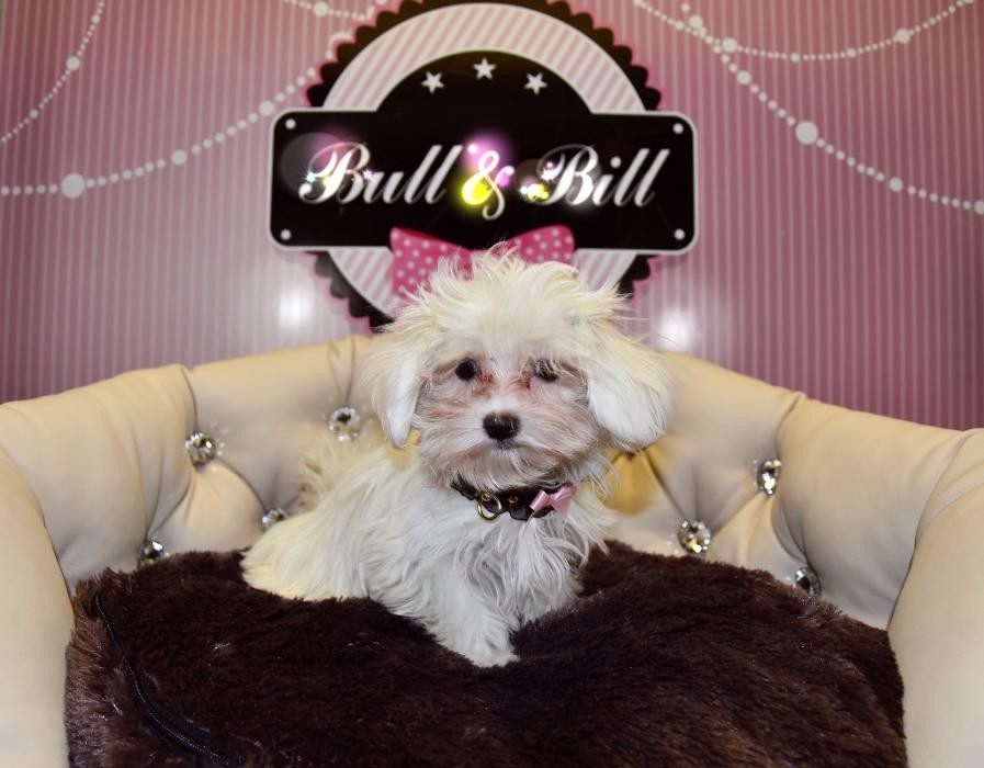 Images Animalerie Bull et Bill