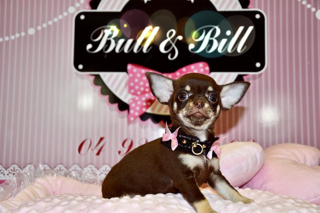 Images Animalerie Bull et Bill
