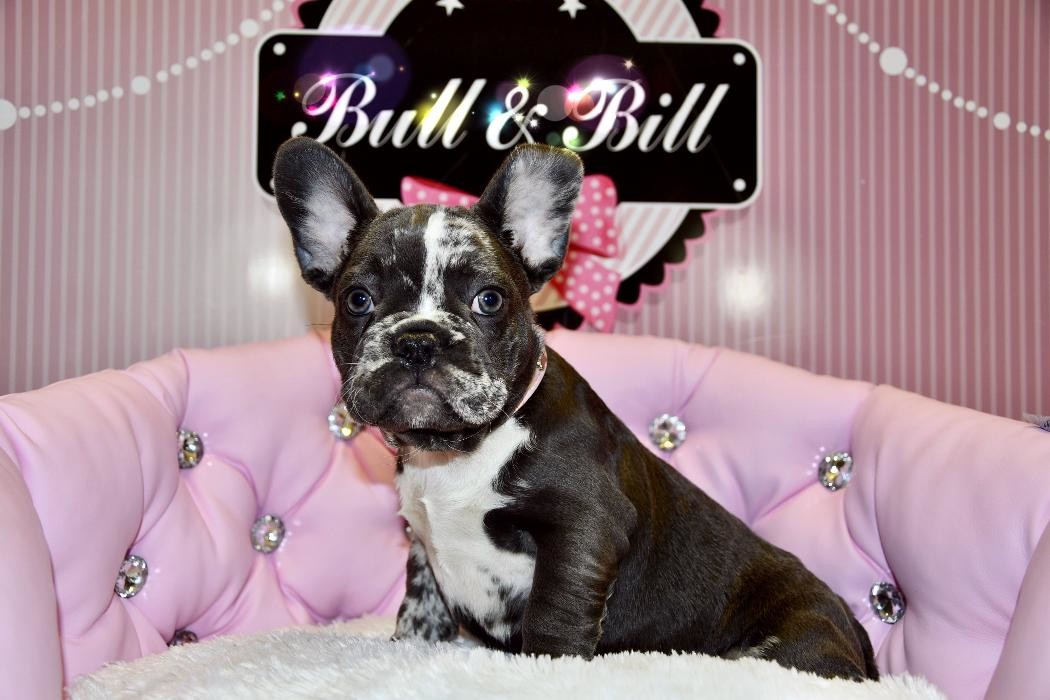 Images Animalerie Bull et Bill