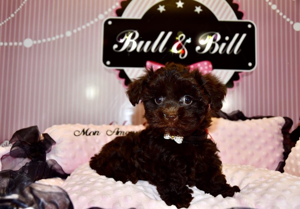 Images Animalerie Bull et Bill