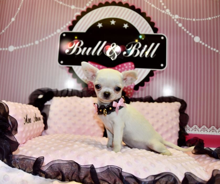 Images Animalerie Bull et Bill