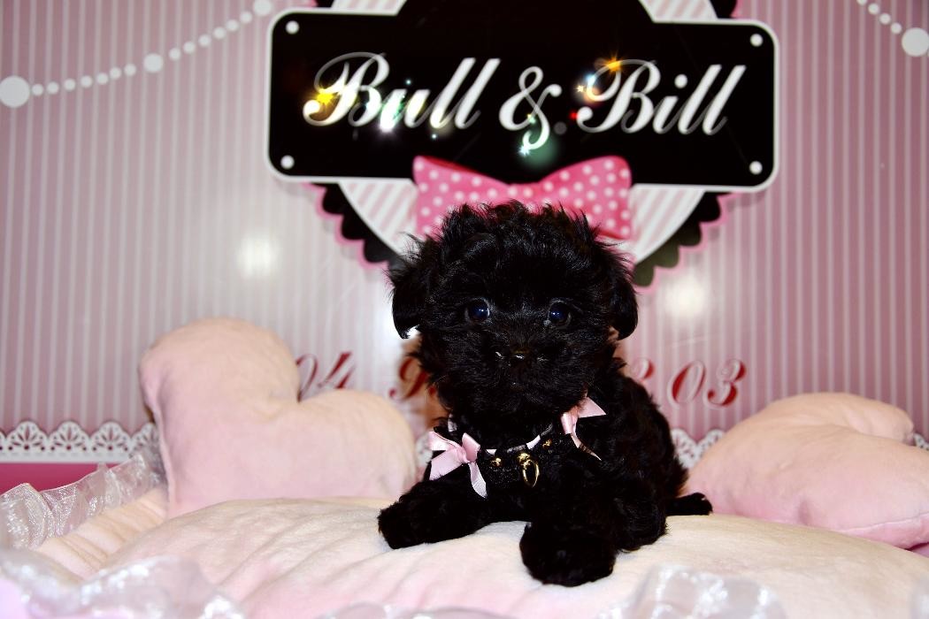 Images Animalerie Bull et Bill